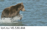 Brown bear hunts for salmon. Стоковое видео, видеограф Михаил Коханчиков / Фотобанк Лори