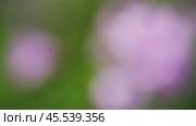 Abstract blur spring blossom background. Стоковое видео, видеограф Михаил Коханчиков / Фотобанк Лори