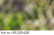 Abstract blur spring blossom background. Стоковое видео, видеограф Михаил Коханчиков / Фотобанк Лори