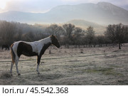 Конь в поле ранним осенним утром в предгорном районе Крыма. Стоковое фото, фотограф Яна Королёва / Фотобанк Лори