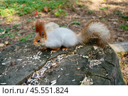A squirrel on a stump eats seeds. Autumn view. Стоковое фото, фотограф Abakumova Ekaterina / Фотобанк Лори