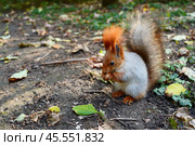 A gray red squirrel on the ground among the leaves eats a nut. Стоковое фото, фотограф Abakumova Ekaterina / Фотобанк Лори