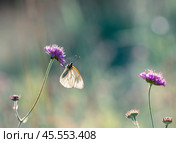 Боярышница (лат. Aporia crataegi)  крупным планом сидит на луговом цветке. Стоковое фото, фотограф Олег Пученков / Фотобанк Лори