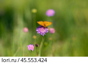 Бабочка шашечница Аталия (лат. Melitaea athalia) на луговом цветке. Стоковое фото, фотограф Олег Пученков / Фотобанк Лори