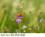 Бабочка шашечница Аталия (лат. Melitaea athalia) на луговом цветке. Стоковое фото, фотограф Олег Пученков / Фотобанк Лори