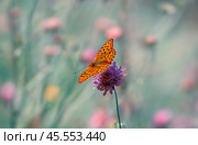 Бабочка шашечница Аталия (лат. Melitaea athalia) на луговом цветке. Стоковое фото, фотограф Олег Пученков / Фотобанк Лори