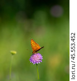Бабочка шашечница Аталия (лат. Melitaea athalia) на луговом цветке. Стоковое фото, фотограф Олег Пученков / Фотобанк Лори