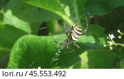 Аргиопа Брюнниха или паук-оса Argiope bruennichi. Стоковое видео, видеограф Александр Мамонтов / Фотобанк Лори