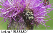 Восковик перевязанный или пестряк полосатый Trichius fasciatus. Стоковое видео, видеограф Александр Мамонтов / Фотобанк Лори