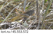 Скачок сходный, баштановый, или скачок бахчевой Platycleis affinis. Стоковое видео, видеограф Александр Мамонтов / Фотобанк Лори