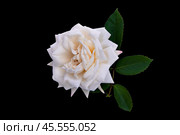 White rose with dew drops on isolated black background with green leaves. Стоковое фото, фотограф Жанна Гапанович / Фотобанк Лори