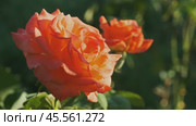 Beautiful coral roses in garden closeup. Стоковое видео, видеограф Михаил Коханчиков / Фотобанк Лори