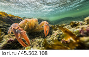 European spider crab hiding under the surface of the water. Стоковое AI-изображение, AI-художник Юрий Поздников / Фотобанк Лори