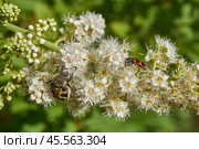 Willow-leaved spiraea (Latin Spiraea salicifolia). Close-up of a Trichius fasciatus beetle and Trichodes apiarius beetle on a flowering inflorescence of willow-leaved spirea. Стоковое фото, фотограф Андрей Жигальцов / Фотобанк Лори