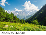Beautiful high mountain landscape with green slopes, pine trees and a mountain peak in the background. Caucasus, Elbrus region. Стоковое фото, фотограф Константин Лабунский / Фотобанк Лори