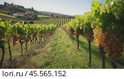 Ripe grapes growing in picturesque vineyard landscape. Стоковое AI-видео, аниматор Юрий Поздников / Фотобанк Лори