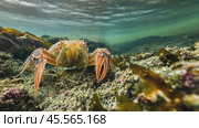 European spider crab exploring underwater rocks and algae. Стоковое AI-видео, аниматор Юрий Поздников / Фотобанк Лори