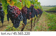 Ripe grapes hanging in vineyard ready for harvest. Стоковое AI-видео, аниматор Юрий Поздников / Фотобанк Лори