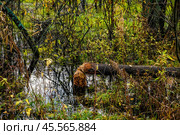 Дерево, поваленное бобром. Стоковое фото, фотограф Илья Старков / Фотобанк Лори