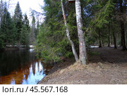 Beautiful forest river in the spring forest. Стоковое фото, фотограф Бондарева Елена / Фотобанк Лори