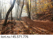 Утренний свет в осеннем лесу. Стоковое фото, фотограф Яна Королёва / Фотобанк Лори