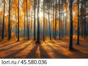 Sunny autumn day in the forest. Стоковое AI-изображение, AI-художник Михаил Коханчиков / Фотобанк Лори