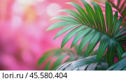 Colorful summer tropical palm leaves with pink copyspace, trendy summer jungle style floral green pattern background, colors botanical tropical leaves ,sun light and shadows. slow motion footage. Стоковое AI-видео, аниматор Ирина Михайличенко / Фотобанк Лори