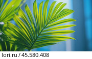 Palm leaf against backdrop of modern skyscrapers under bright blue sky, blending tropical nature with urban architecture. Ideal for promoting luxury travel, city escapes, or tropical urban living. Стоковое AI-видео, аниматор Ирина Михайличенко / Фотобанк Лори
