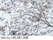 Snow on the branches of trees and bushes after a snowfall. Beautiful winter background with snow-covered trees. Plants in a winter forest park. Cold snowy weather. Cool texture of fresh snow. Closeup. Стоковое фото, фотограф Андрей Степанов / Фотобанк Лори
