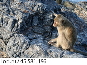Макак-крабоед (2010 год). Редакционное фото, фотограф Alexey Gavrenkoff / Фотобанк Лори