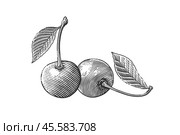 Cherry berries in vintage style. Hand drawn illustration in engraving style. Стоковая иллюстрация, иллюстратор KOSIM / Фотобанк Лори