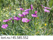 Гвоздика разноцветная в стадии цветения - Dianthus versicolor Fisch. ex Link (семейство Caryophyllaceae) . Новосибирская область,Западная Сибирь России. Стоковое фото, фотограф Евгений Мухортов / Фотобанк Лори