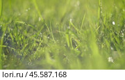 Juicy bright green grass in sunlight. Close up. Lawn background. Texture of new grass growing in field. Meadow on warm sunset or sunrise time. Tranquil nature scene. Golden hour. Greenery, dew drops. Стоковое видео, видеограф Марина Демидюк / Фотобанк Лори
