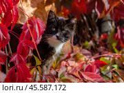 Котёнок выглядывает из зарослей девичьего винограда. Стоковое фото, фотограф glokaya_kuzdra / Фотобанк Лори