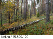 В лесу царит золотая осень, когда яркие листья покрывают землю. Среди стоящих деревьев лежит поваленный ствол, создающий удивительный контраст. Стоковое фото, фотограф Сергей Никифоров-Гордеев / Фотобанк Лори