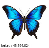 A beautiful Ulysses Butterfly, isolated on a transparent background. Стоковое AI-изображение, AI-художник Михаил Строгалев / Фотобанк Лори
