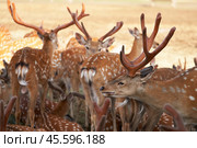 Background cluster of spotted deer with graceful bodies and beautiful horned muzzles. Стоковое фото, фотограф Роман Дзюбало / Фотобанк Лори
