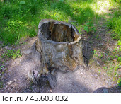 "Пустой" пень, лес на острове Валаам, Валаамский архипелаг, Карелия (2019 год). Стоковое фото, фотограф Алексей Иванов / Фотобанк Лори