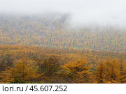 Осенний лесной пейзаж. Лиственничный лес в горах. Лиственницы с осенней желтой хвоей. Низкие облака. Пасмурная туманная погода. Путешествия и походы в северной природе. Красивый природный фон. Стоковое фото, фотограф Андрей Степанов / Фотобанк Лори