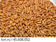 Wheat seeds, cereal seeds with red seed dressing or seed treatment. Стоковое фото, фотограф Ольга Сейфутдинова / Фотобанк Лори