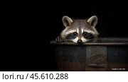 Curious raccoon peeking from trash can under night sky. Стоковое AI-изображение, AI-художник Sabyna75 / Фотобанк Лори