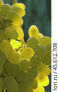 Grapes on branch in rays of backlit light of sun. Стоковое видео, видеограф Михаил Коханчиков / Фотобанк Лори