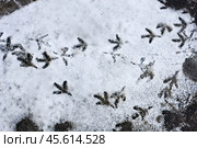 Маленькие птичьи следы на  снегу. / Small traces of birds on the grey snow. Стоковое фото, фотограф Наталья Баранова / Фотобанк Лори