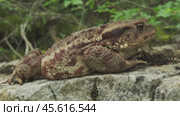Common toad or European toad on stone. Стоковое видео, видеограф Михаил Коханчиков / Фотобанк Лори