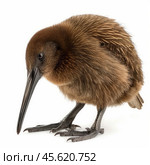 Young kiwi bird lowering its long beak on white background. Стоковое AI-изображение, AI-художник Иван Рябоконь / Фотобанк Лори