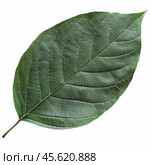 Single green leaf showing detailed venation on white background. Стоковое AI-изображение, AI-художник Иван Рябоконь / Фотобанк Лори