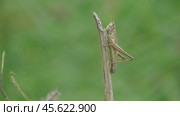 Большая болотная кобылка Stethophyma grossum. Стоковое видео, видеограф Александр Мамонтов / Фотобанк Лори