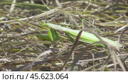 Богомол обыкновенный или богомол религиозный Mantis religiosa. Стоковое видео, видеограф Александр Мамонтов / Фотобанк Лори