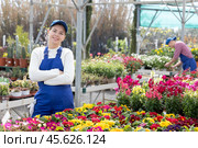 Saleswoman changes arrangement of pots with primrose and improves appearance of window. Стоковое фото, фотограф Яков Филимонов / Фотобанк Лори