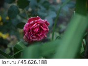 Розовая роза в саду. Стоковое фото, фотограф Земскова Елена / Фотобанк Лори